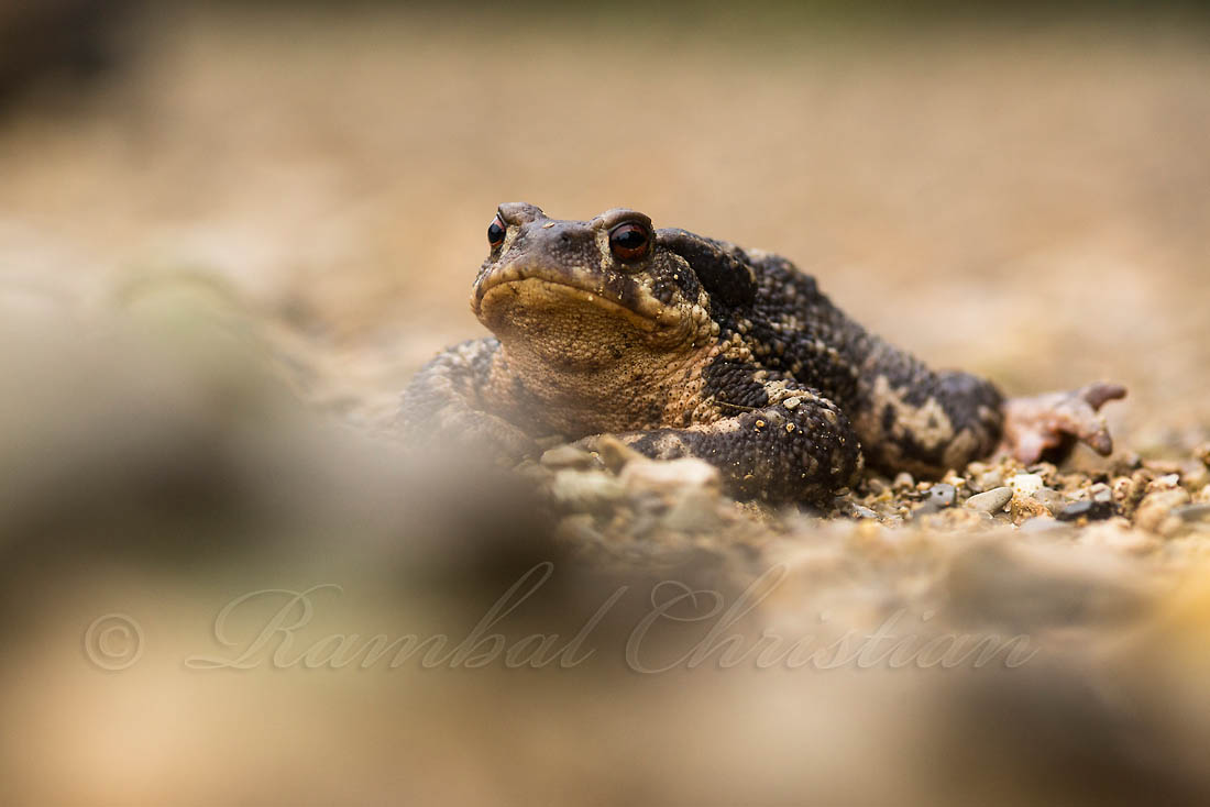 Crapaud épineux © Rambal
